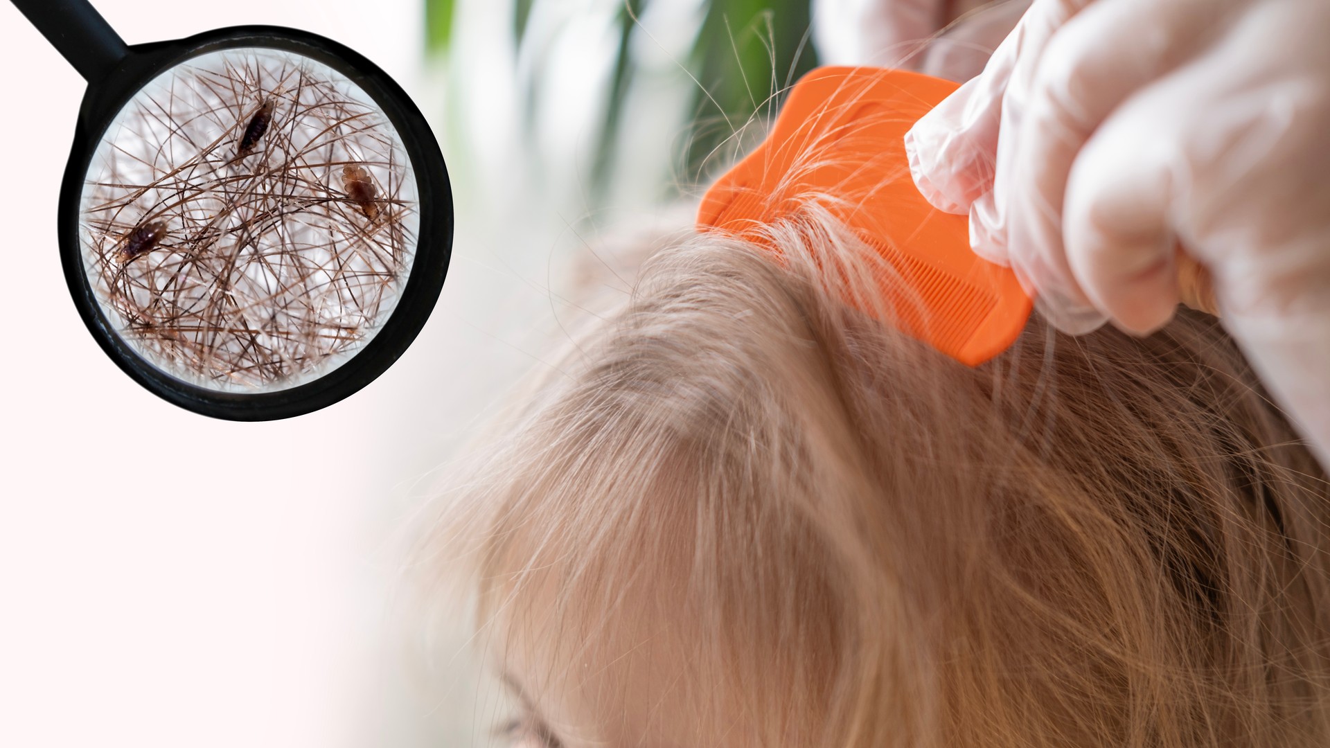 Cold Water Is No Match for Head Lice