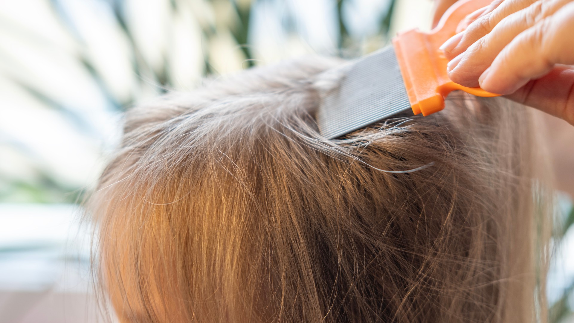 Upgraded: Dimethicone Coats Lice Instead of Poisoning Them