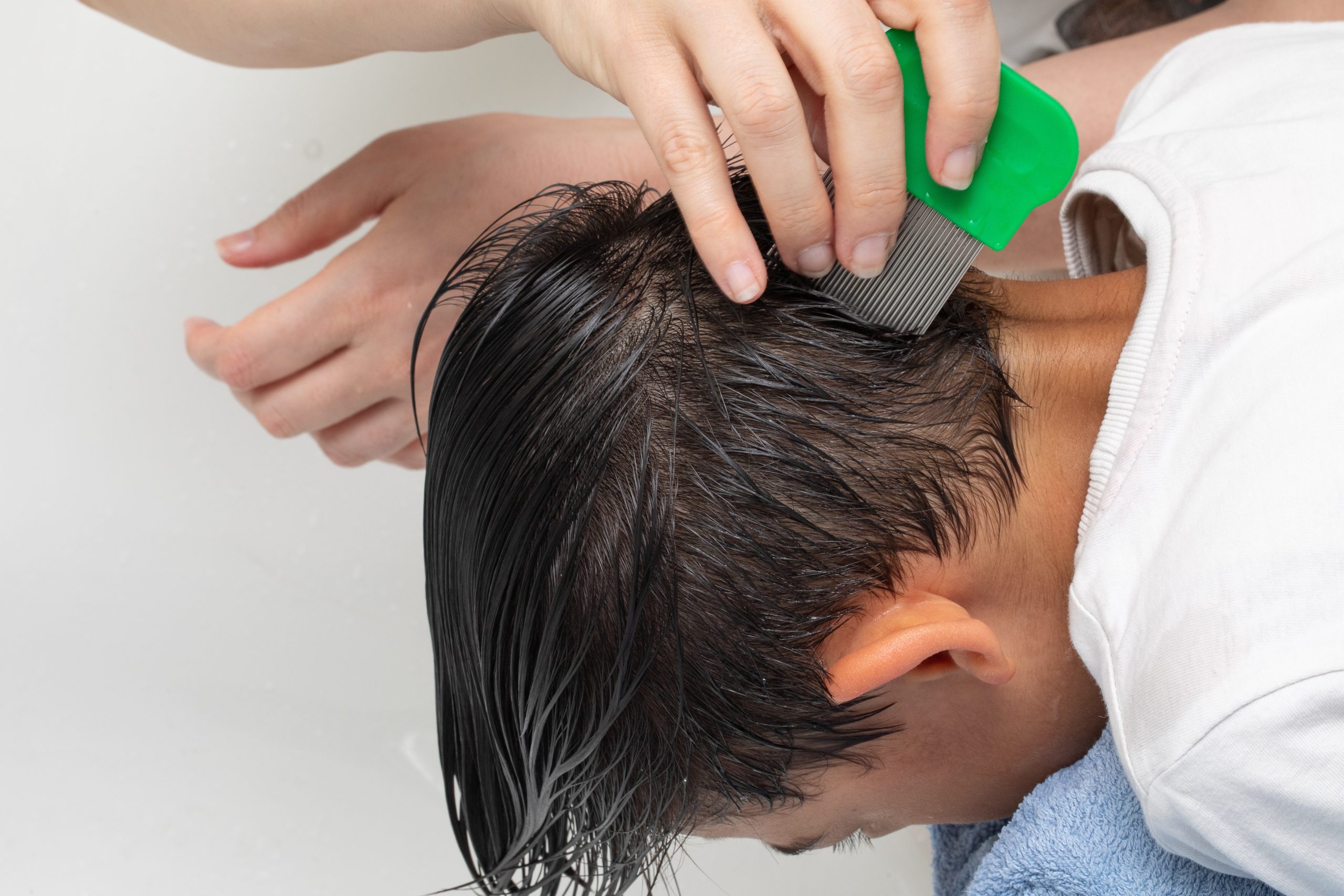 Adult hands combing a child hair for head lice removal