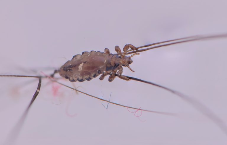 Macro close-up of a head louse